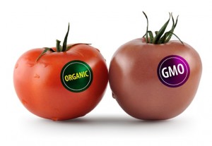gmo tomato-300x207.png