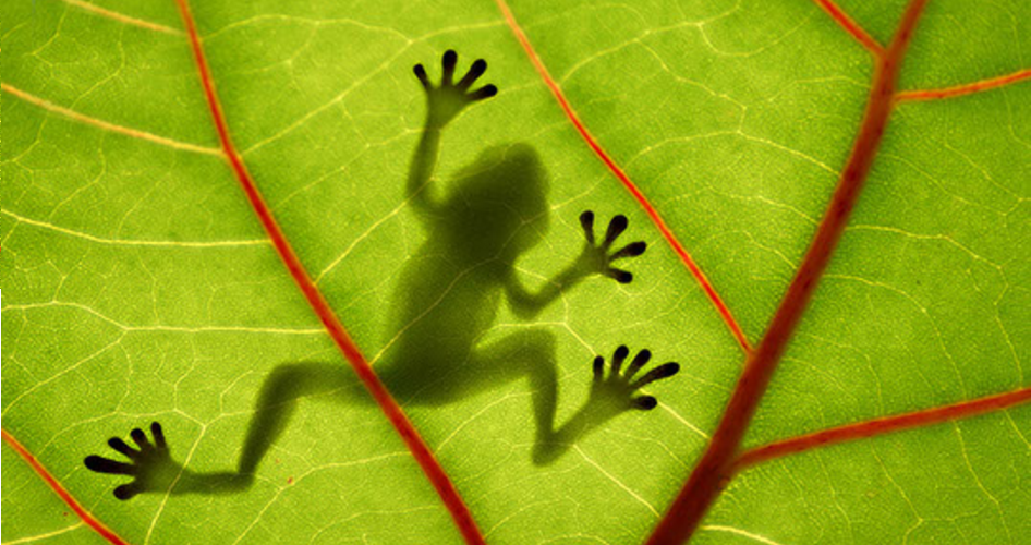 Frog Silhouette Large Size